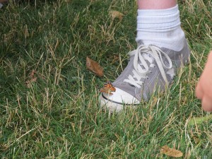 butterfly on child's shoe