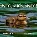 swimduckswimjpg