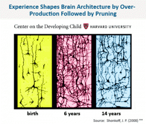 Experience shapes brain architecture by over-production followed by pruning. Source: Center on the Developing Child - Harvard University. 