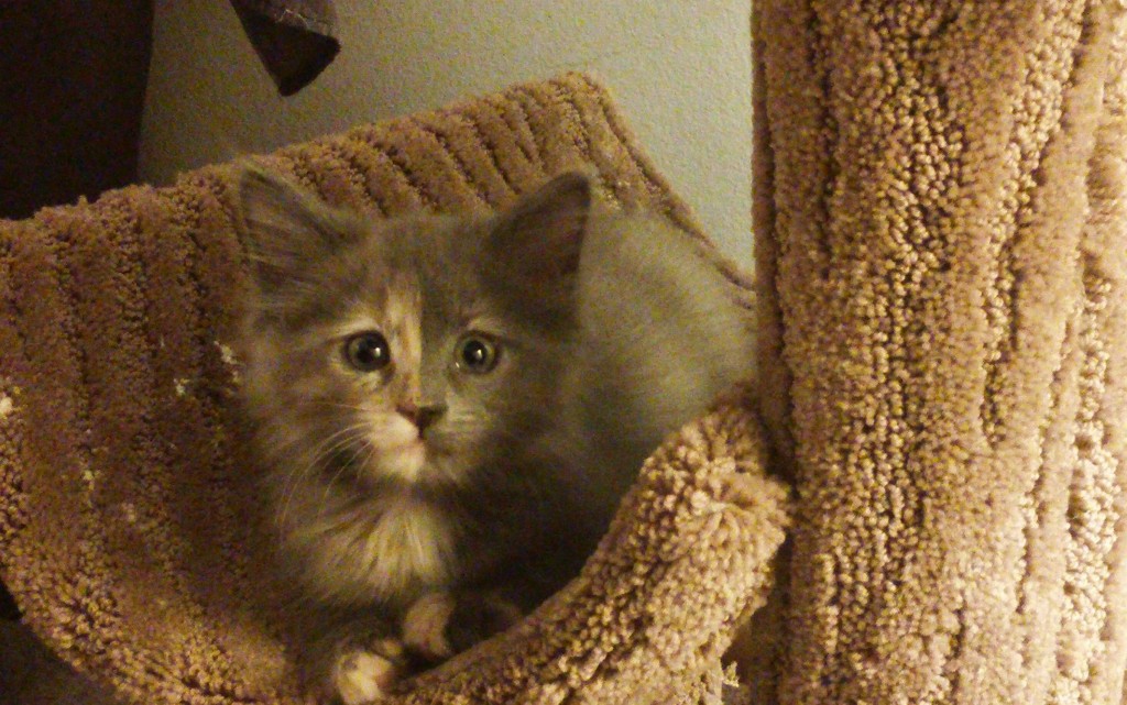 Abigail Ember Rumblepurrs, cat