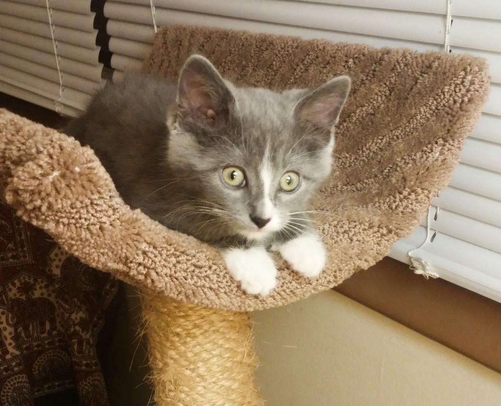 Zoe Isabella Twinkleboots, cat