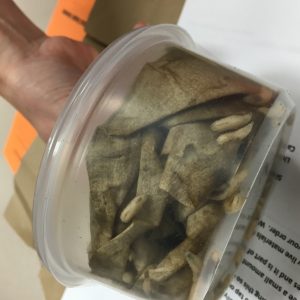 Maggots