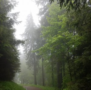 Black Forest Trail (Photo courtesy of guest blogger)
