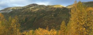 ALSC in AK