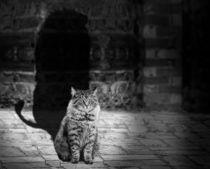 Photo of cat with large shadow